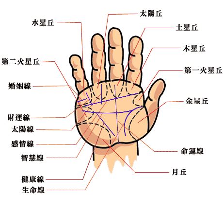 手大代表什麼